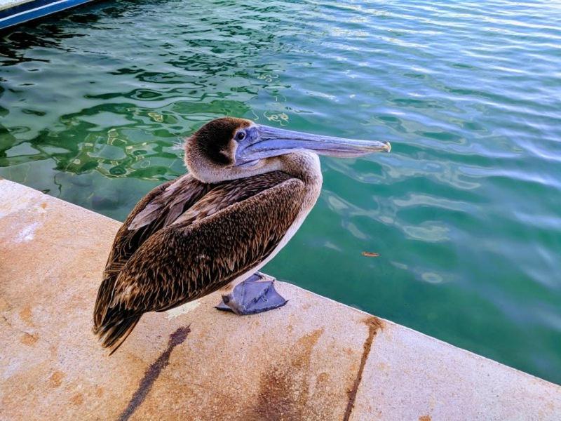 Bahia Principe & Golf Residences トゥルム エクステリア 写真
